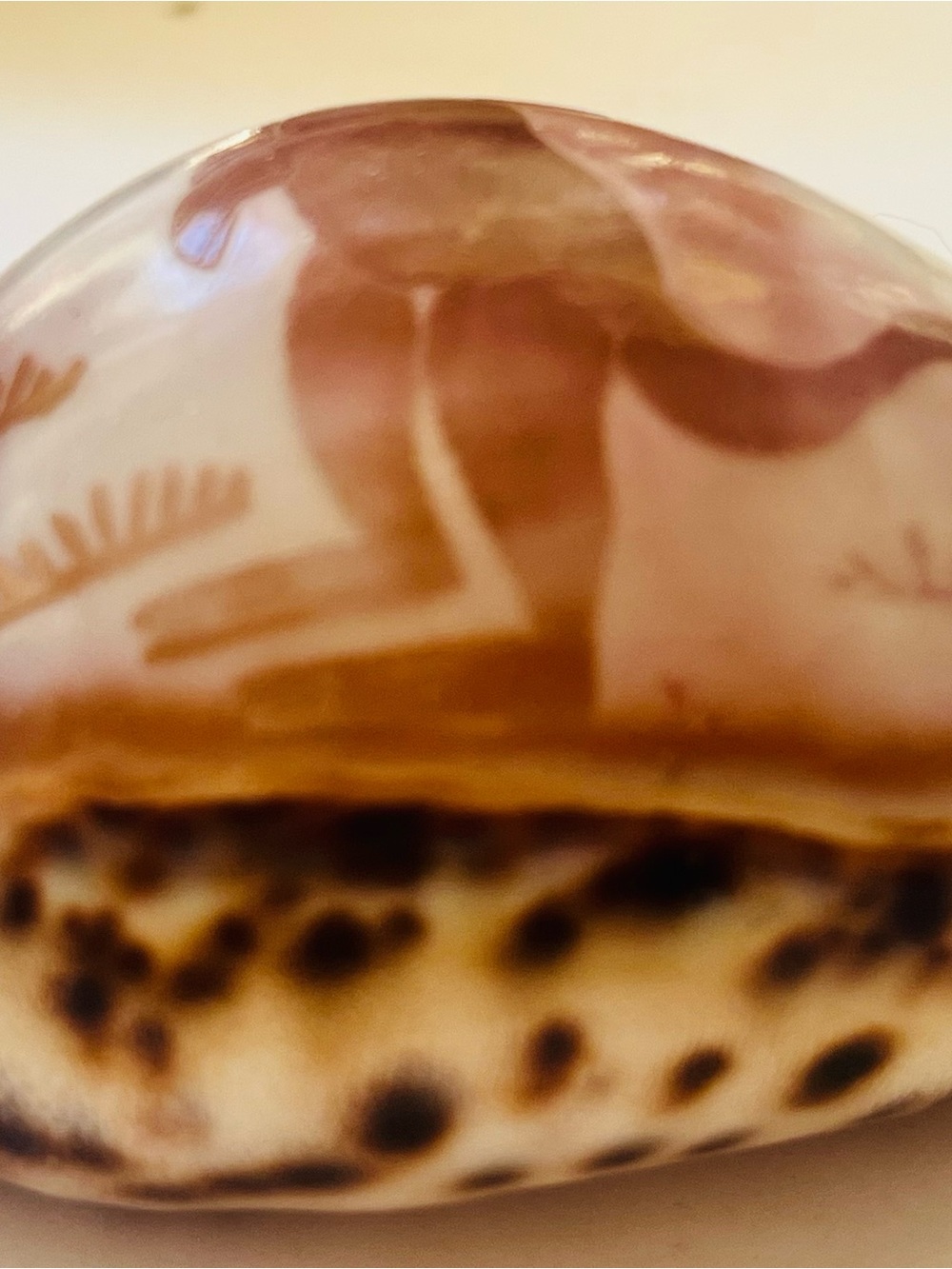 Hand-Painted Decorative Shell Accent in Brown and Cream